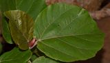 Ficus sycomorus. Верхушка побега. Израиль, Шарон, г. Тель-Авив, ботанический сад университета. 20.12.2012.