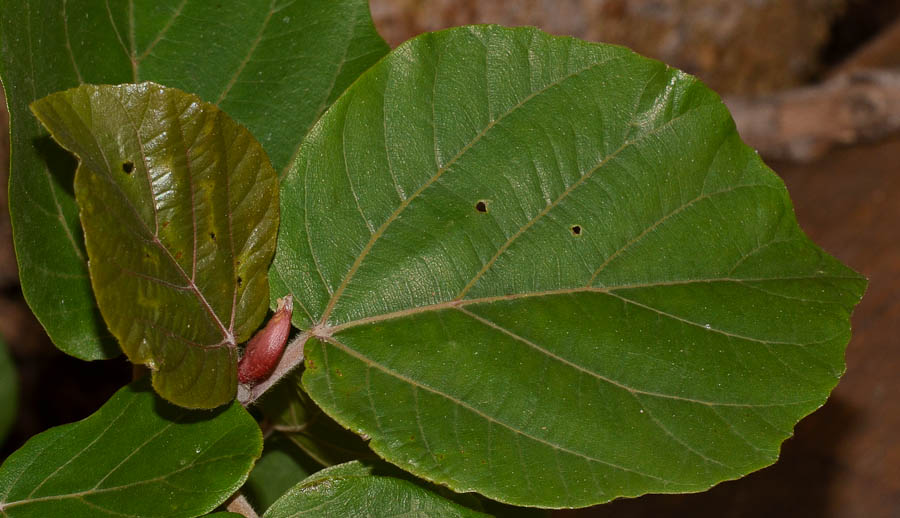 Изображение особи Ficus sycomorus.