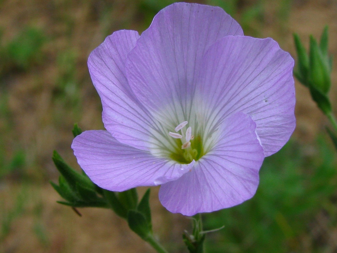 Изображение особи Linum hirsutum.