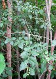 Euonymus europaeus