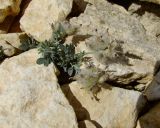 Astragalus amalecitanus. Плодоносящее растение среди камней на пустыре. Израиль, нагорье Негев, г. Мицпе Рамон. 16.03.2010.