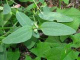 genus Atriplex