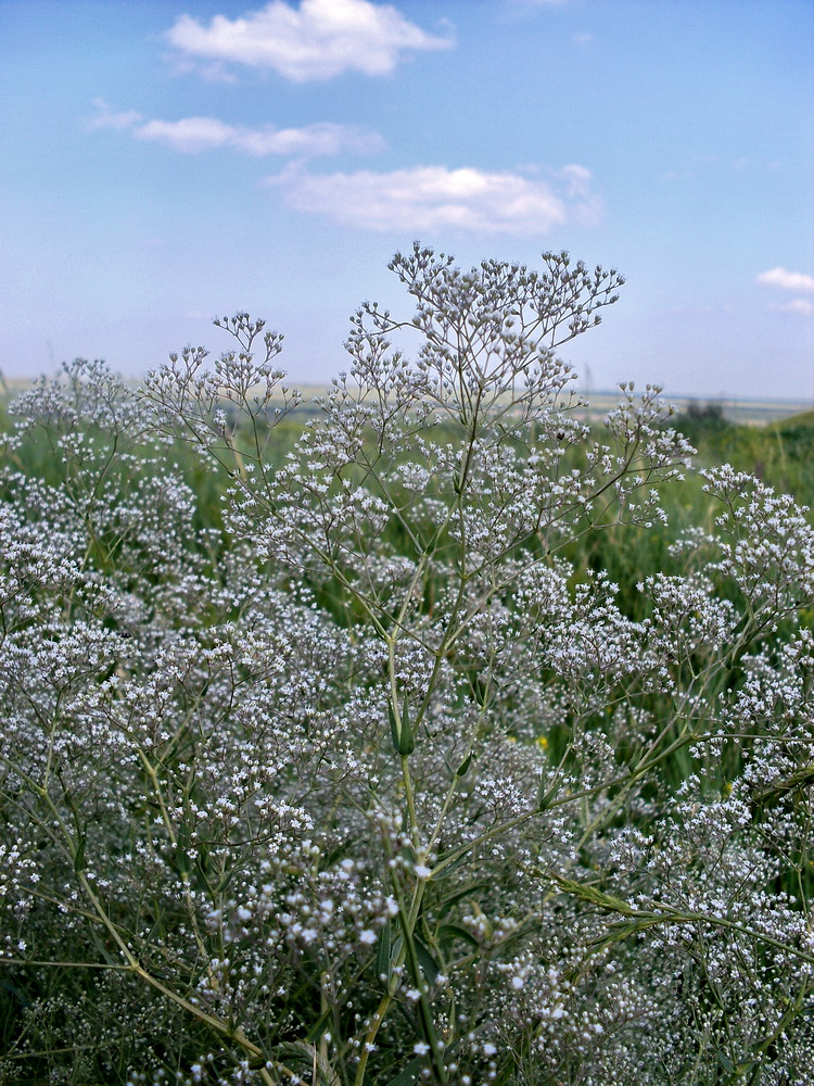 Image of Gypsophila paniculata specimen.