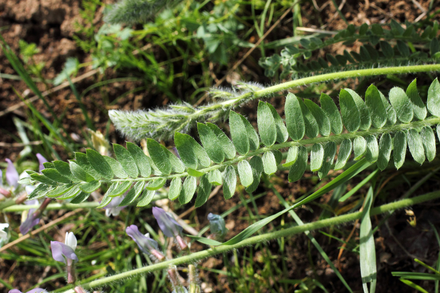 Изображение особи Oxytropis ornata.