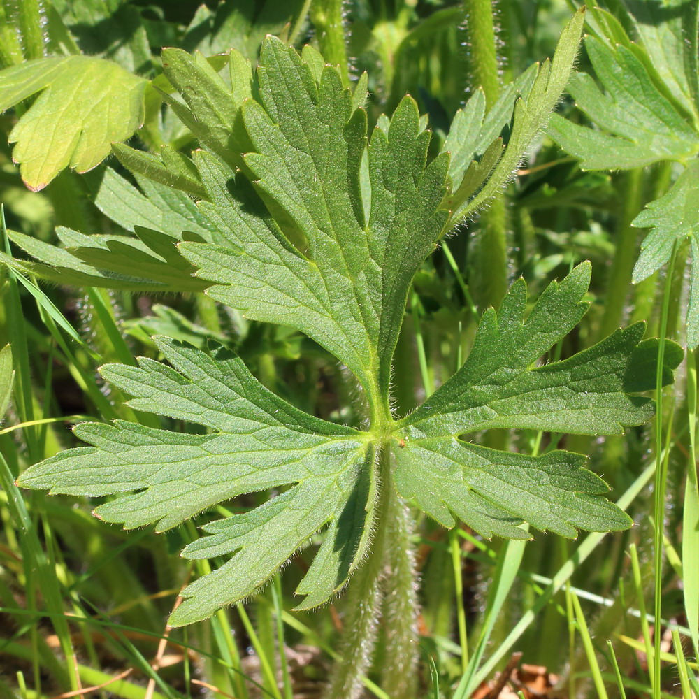 Image of genus Ranunculus specimen.
