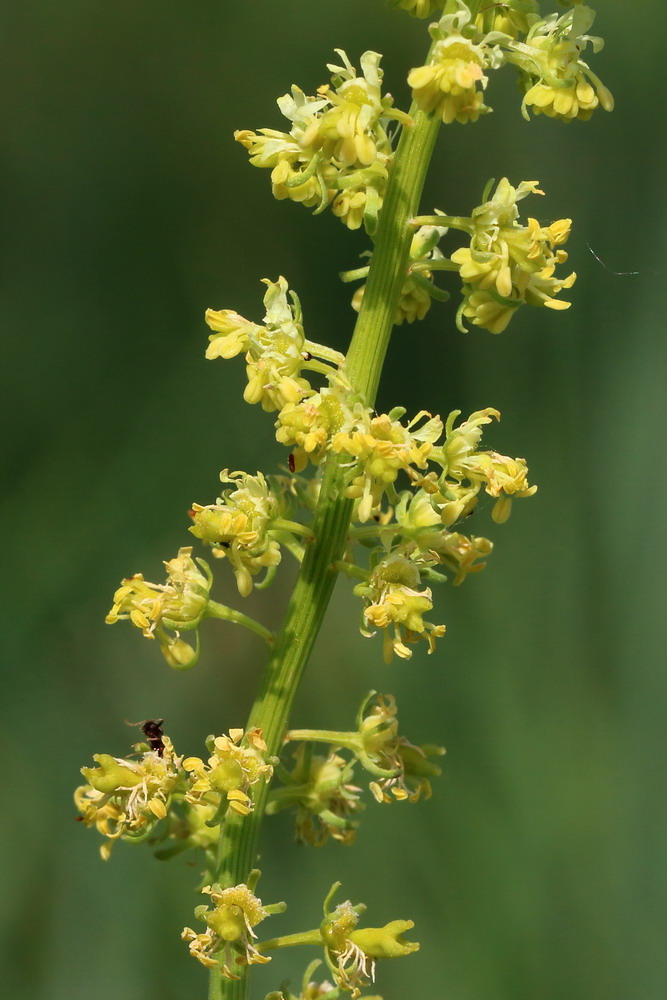 Изображение особи Reseda lutea.