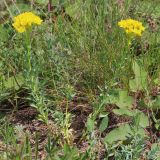 Haplophyllum suaveolens. Цветущее растение. Ростовская обл., Неклиновский р-н, Троицкое с/п, балка. 28.05.2013.