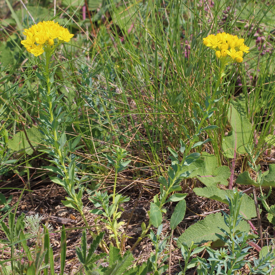 Image of Haplophyllum suaveolens specimen.
