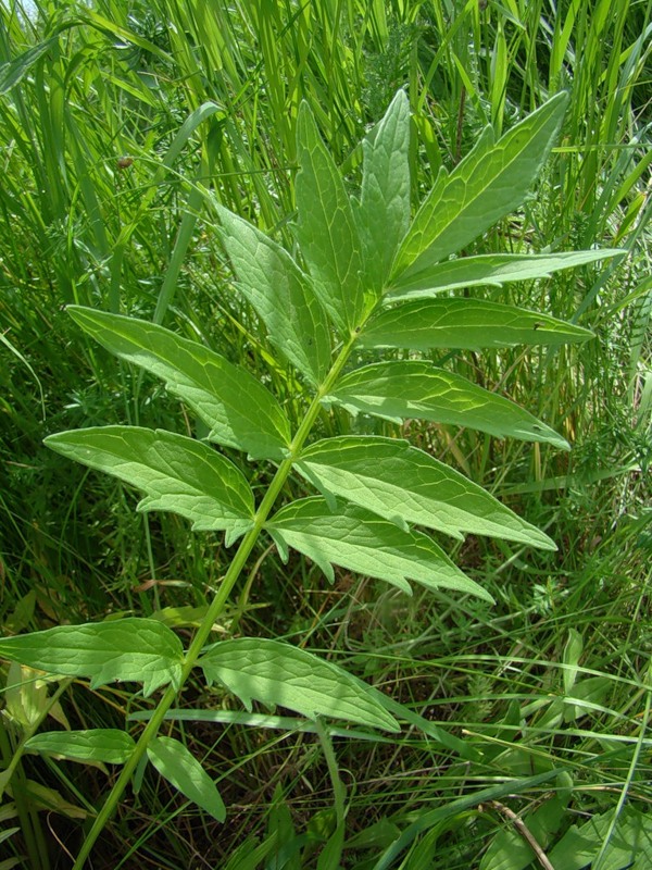 Image of Valeriana wolgensis specimen.