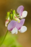 Lathyrus laxiflorus