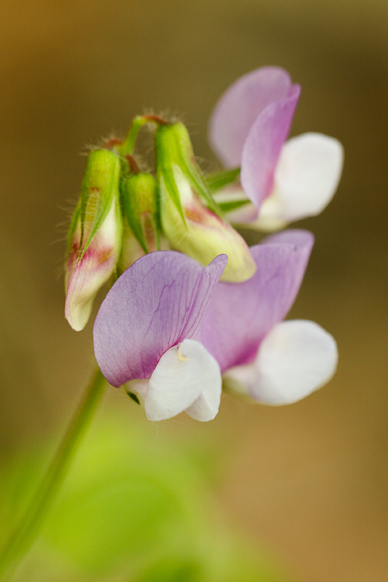 Изображение особи Lathyrus laxiflorus.