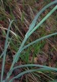 Tragopogon undulatus. Часть побега. Крым, окр. Ялты, сосновый лес. 4 июня 2013 г.