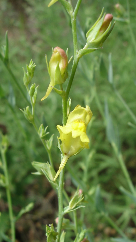 Image of Linaria genistifolia specimen.