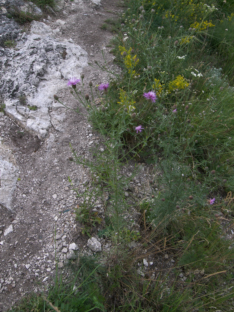 Изображение особи Centaurea stoebe.