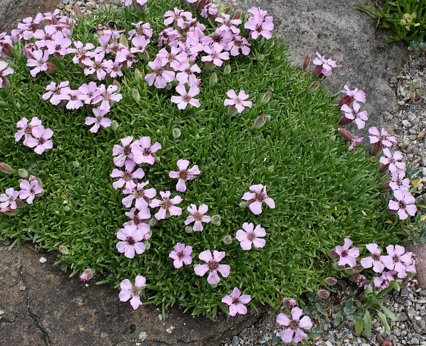 Image of Saponaria × olivana specimen.