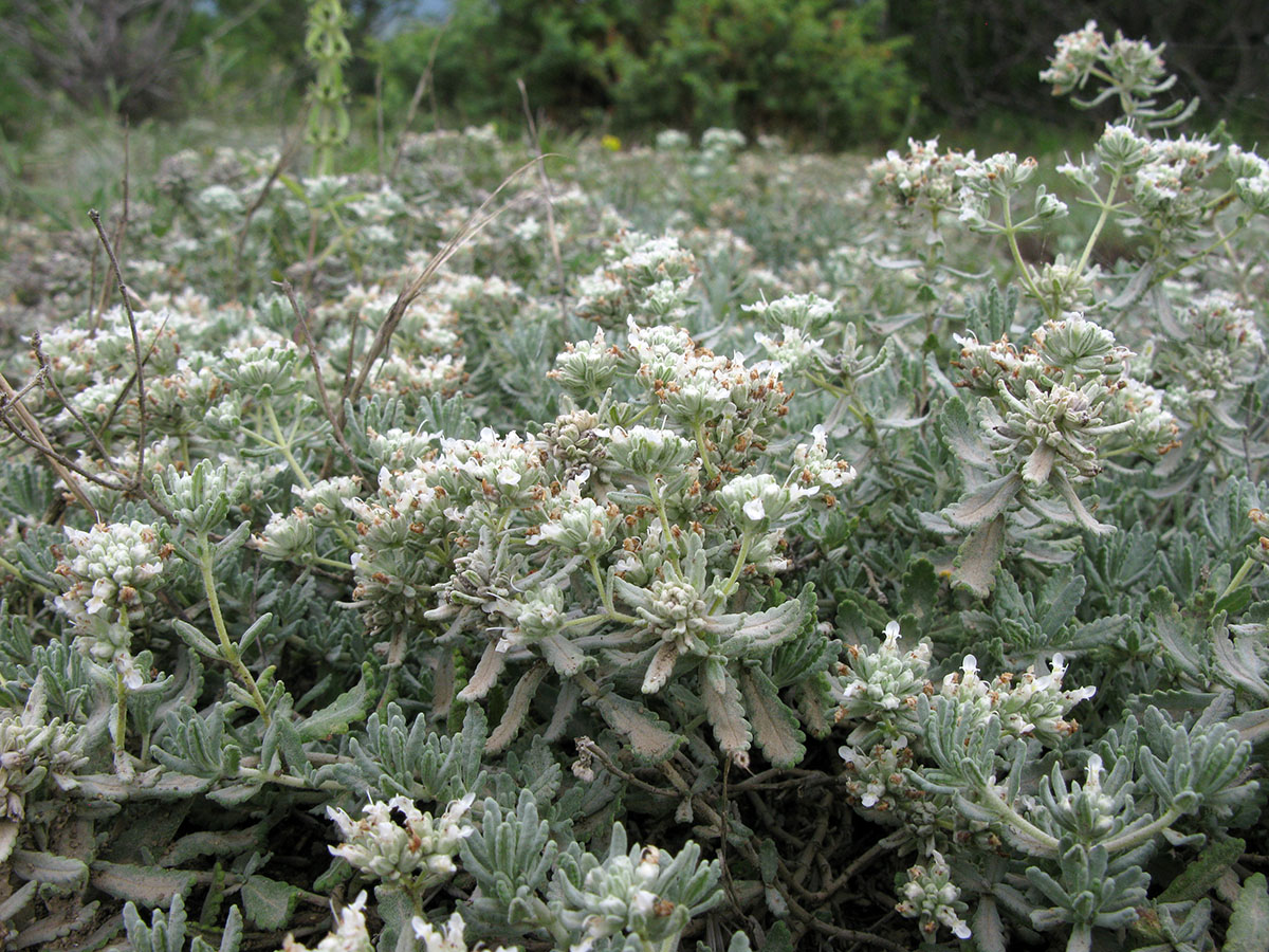 Изображение особи Teucrium capitatum.