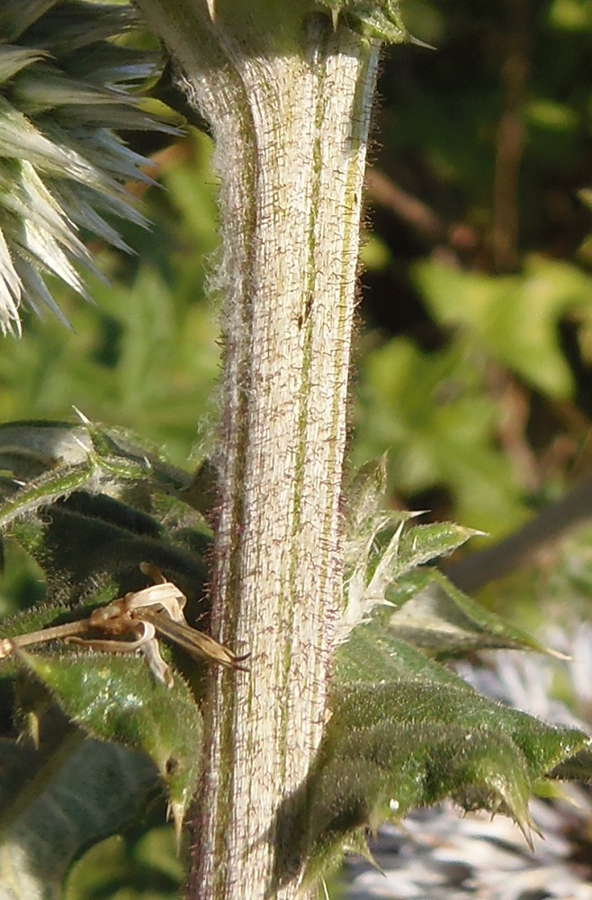 Image of Echinops sphaerocephalus specimen.