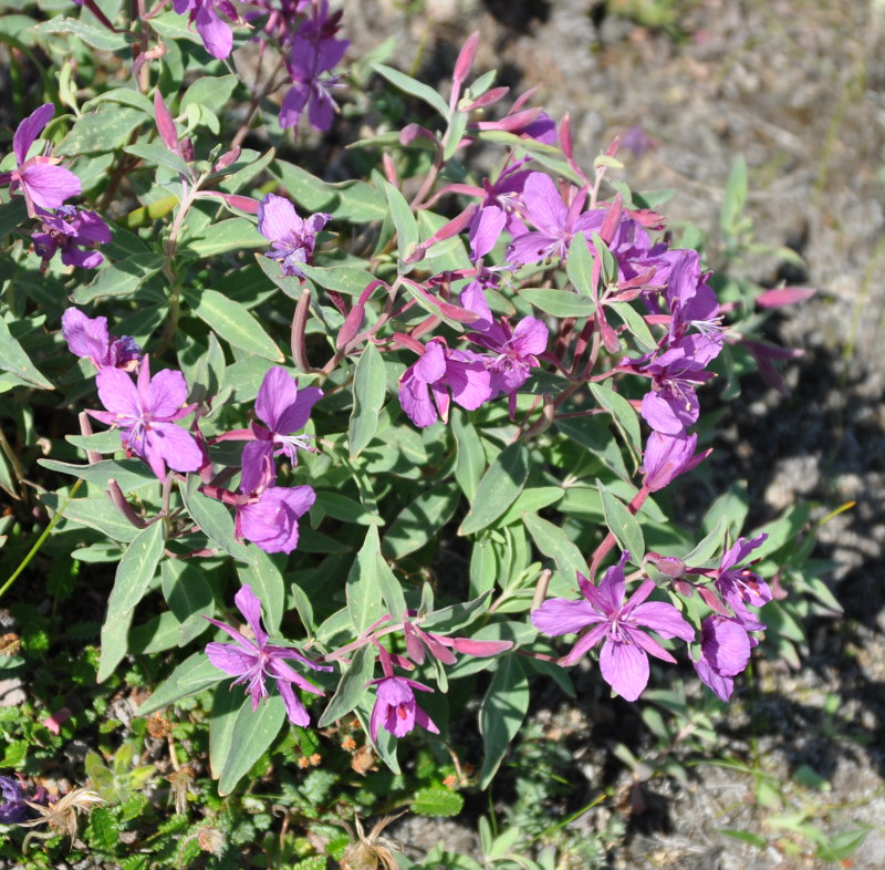 Изображение особи Chamaenerion latifolium.