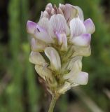 Onobrychis alba