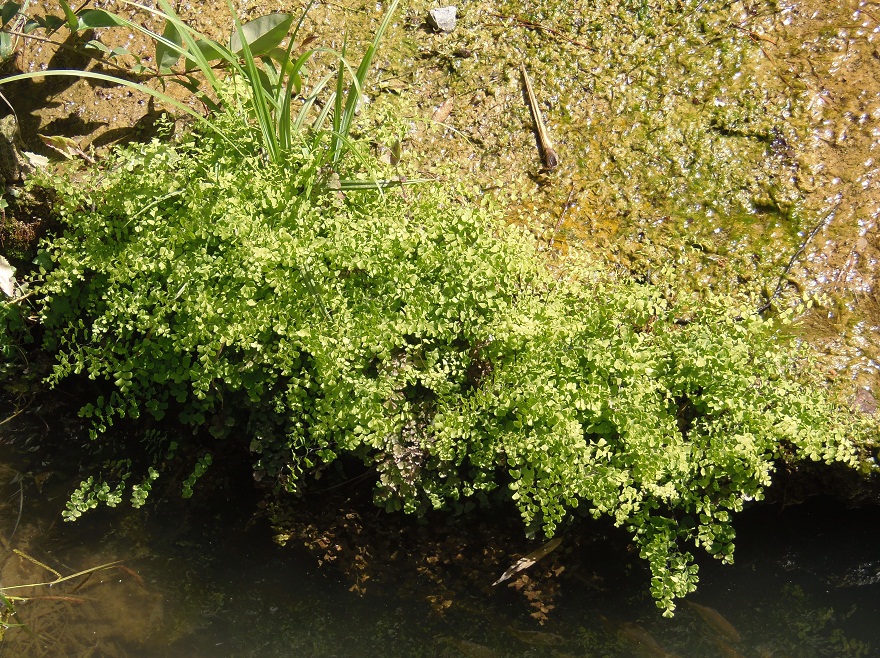 Изображение особи Adiantum capillus-veneris.