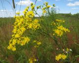 Senecio jacobaea