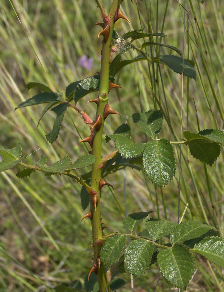 Image of Rosa gallica specimen.