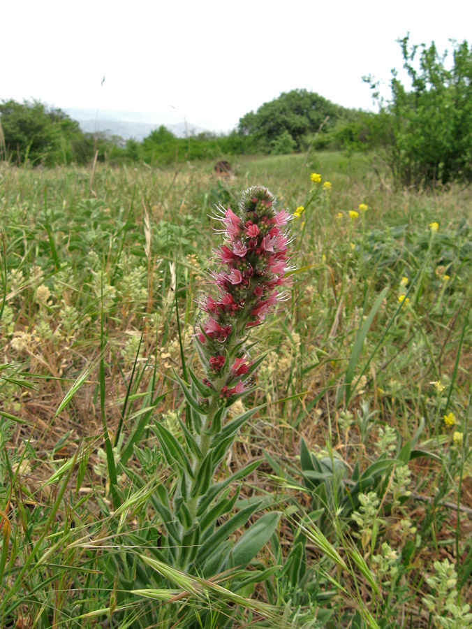 Image of Echium popovii specimen.