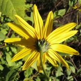 Helianthus tuberosus