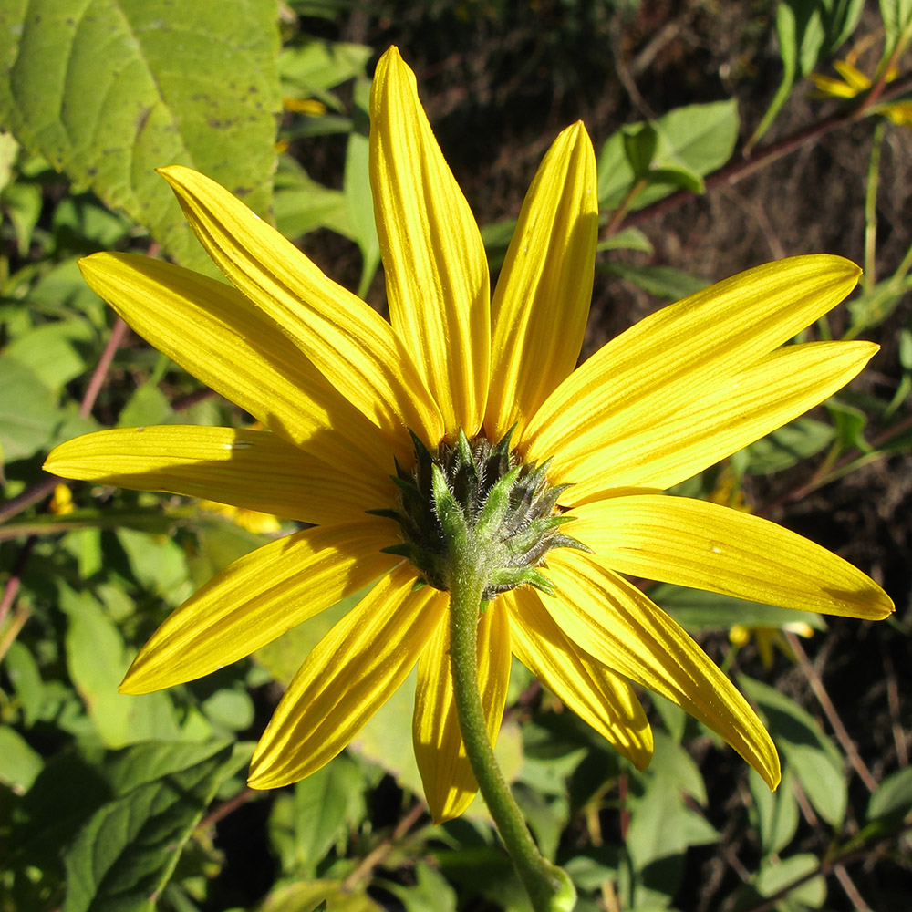 Изображение особи Helianthus tuberosus.