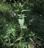 Veronica anagallis-aquatica