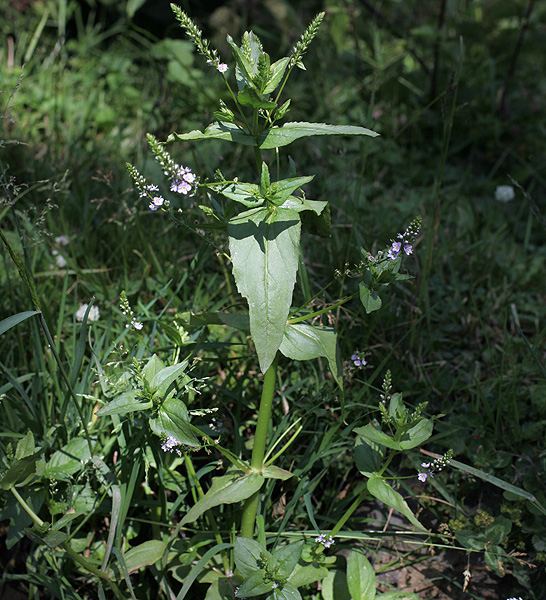 Image of Veronica anagallis-aquatica specimen.