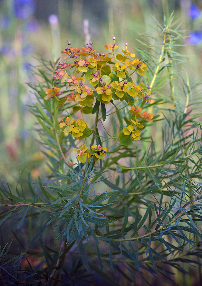 Image of Euphorbia virgata specimen.