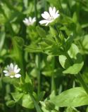 Stellaria neglecta. Верхняя часть цветущего растения. Украина, г. Запорожье, балка Партизанская, высокий берег ручья, под деревьями. 19.04.2013.