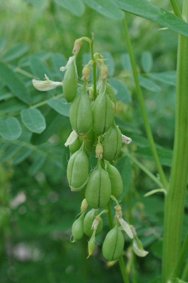 Изображение особи Astragalus chinensis.