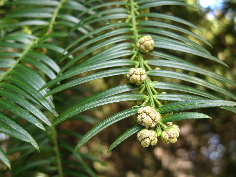 Image of Cephalotaxus harringtonia specimen.