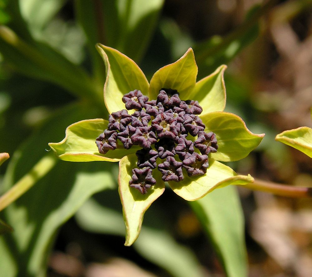 Изображение особи Bupleurum triradiatum.