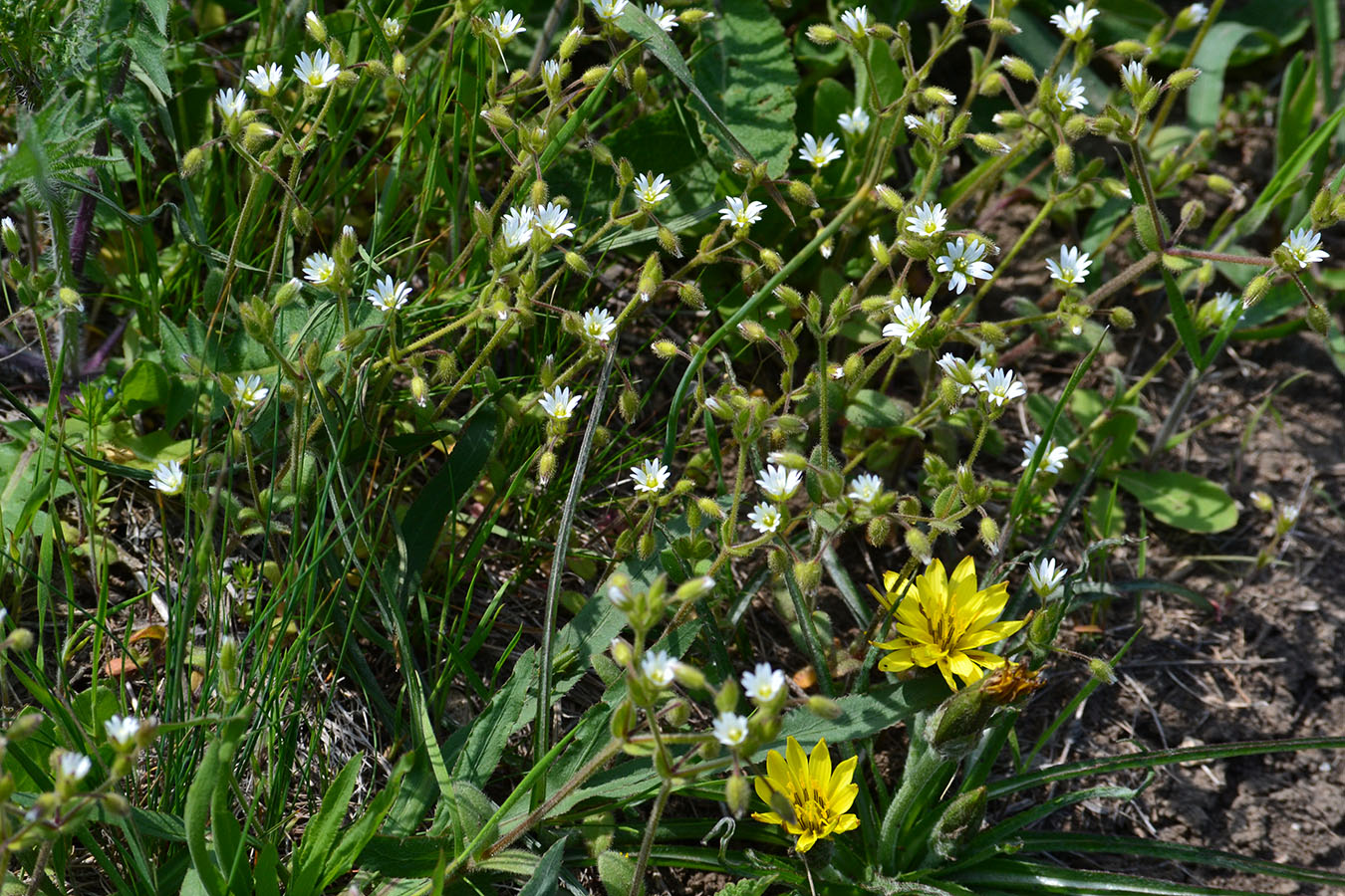 Image of Cerastium semidecandrum specimen.