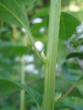 Image of taxon representative. Author is Наталия Шульц