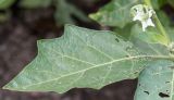 Solanum aethiopicum