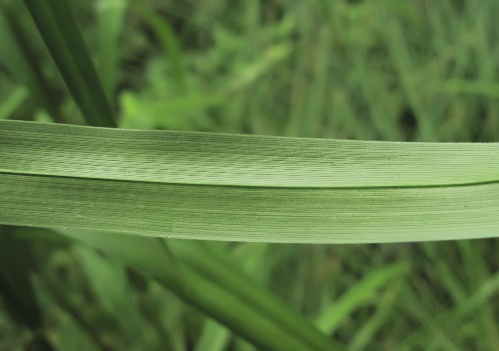 Изображение особи Scirpus asiaticus.