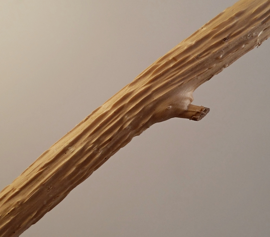Image of Salix cinerea specimen.