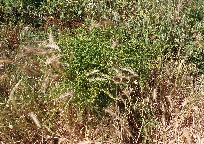 Image of Rumex pulcher specimen.