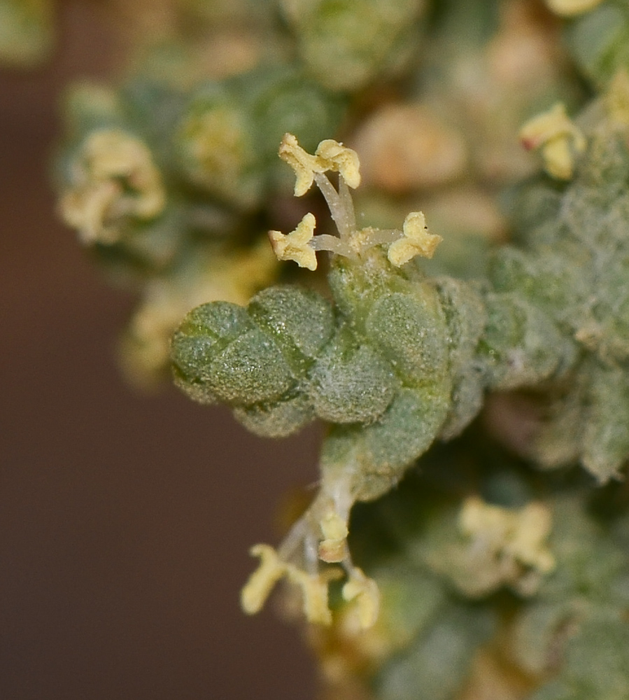 Изображение особи Salsola tetrandra.