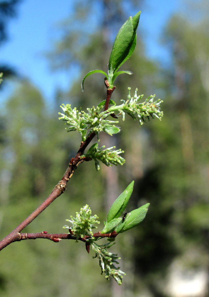 Изображение особи Salix starkeana.