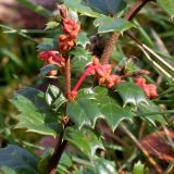 Berberis darwinii. Ветка с нераспустившимися соцветиями. Германия, г. Дюссельдорф, Ботанический сад университета. 02.03.2014.