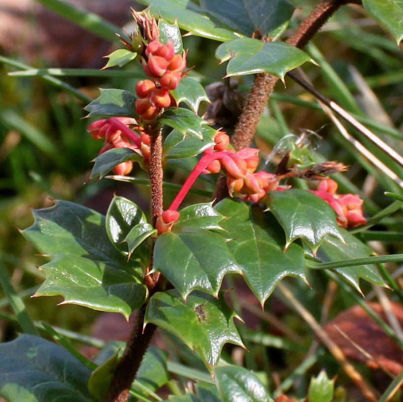 Изображение особи Berberis darwinii.