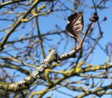 Sorbus mougeotii