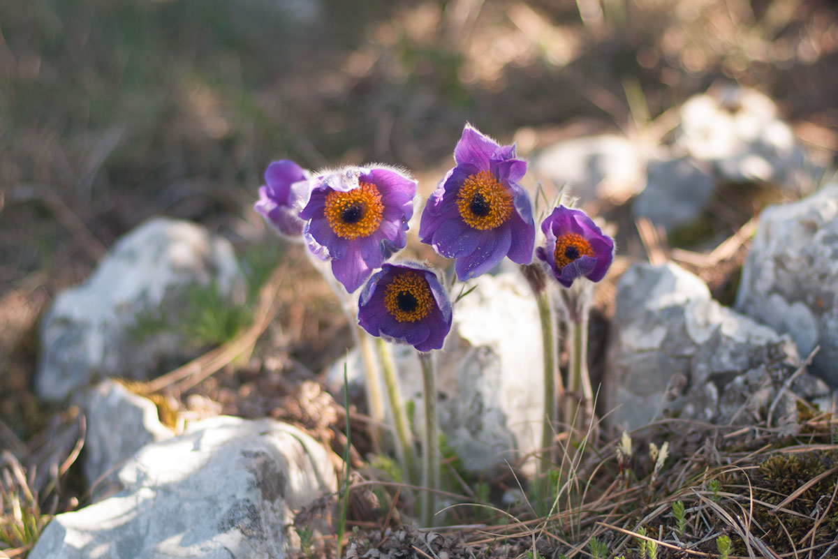 Image of Pulsatilla taurica specimen.