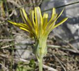 Image of taxon representative. Author is Роланд Цандекидис