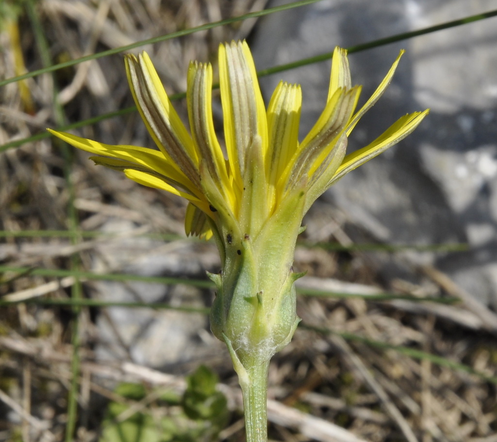 Image of Scorzonera cana specimen.